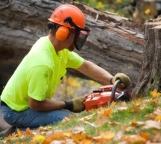 tree services Bolton Landing